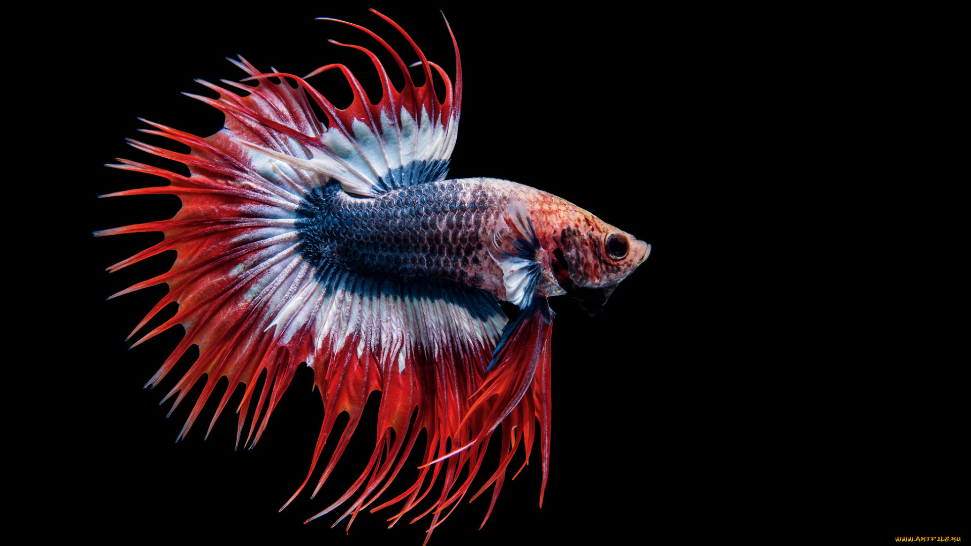 животные, рыбы, рыбка