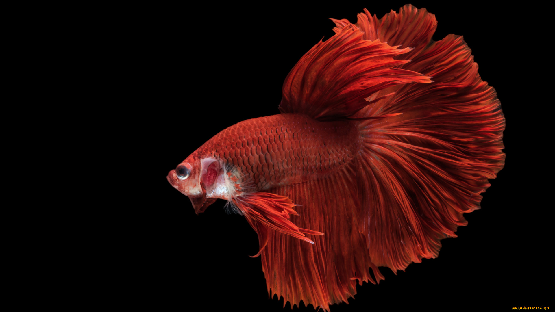 животные, рыбы, рыбка