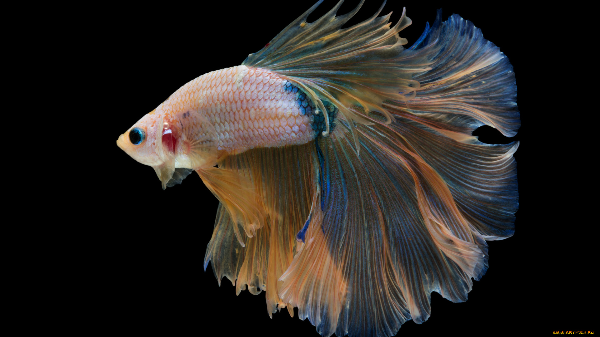 животные, рыбы, рыбка