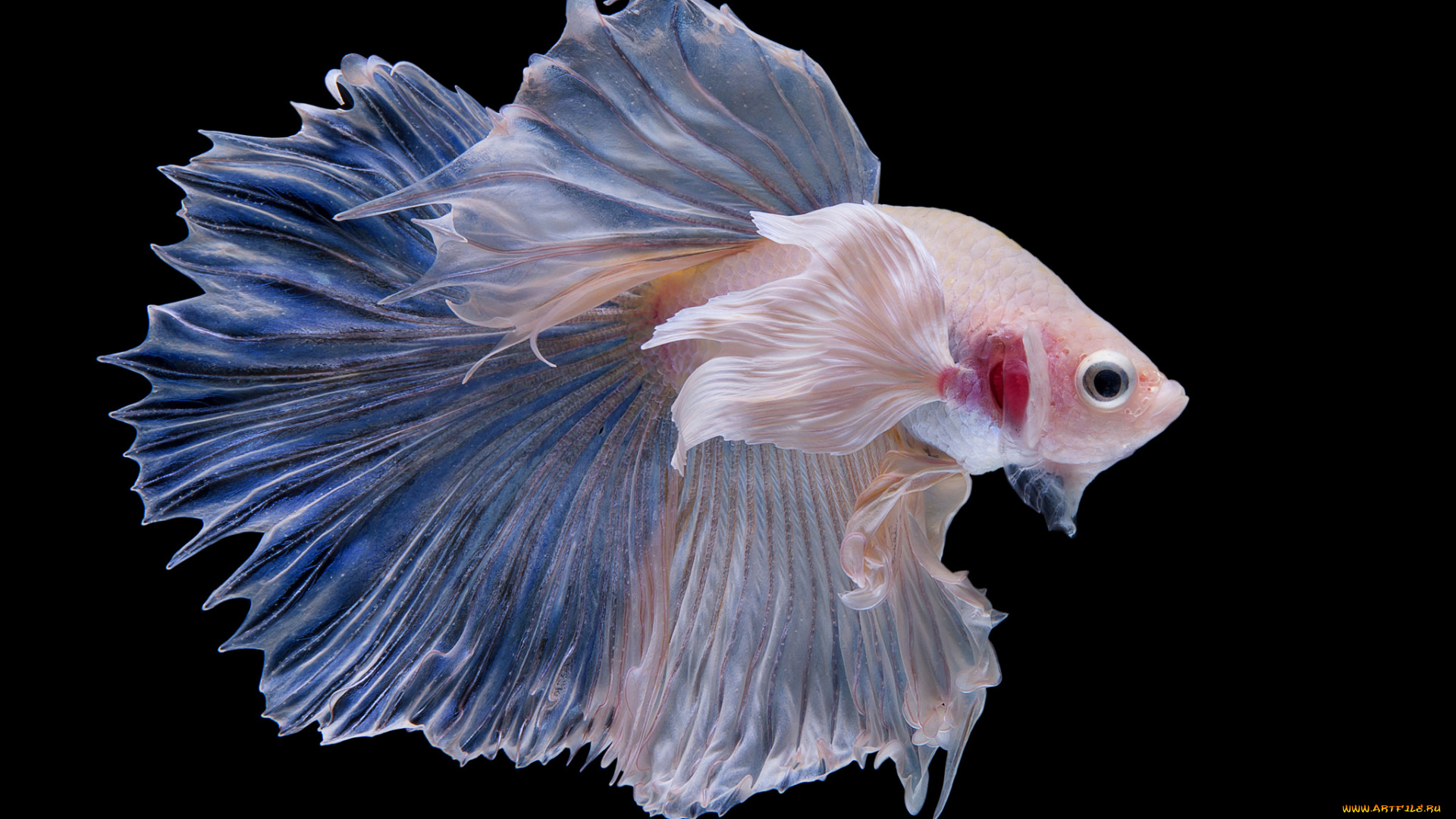 животные, рыбы, рыбка