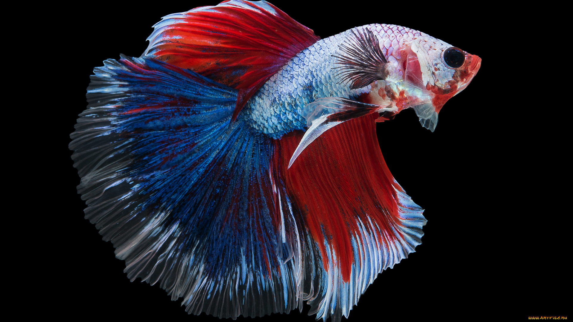 животные, рыбы, рыбка