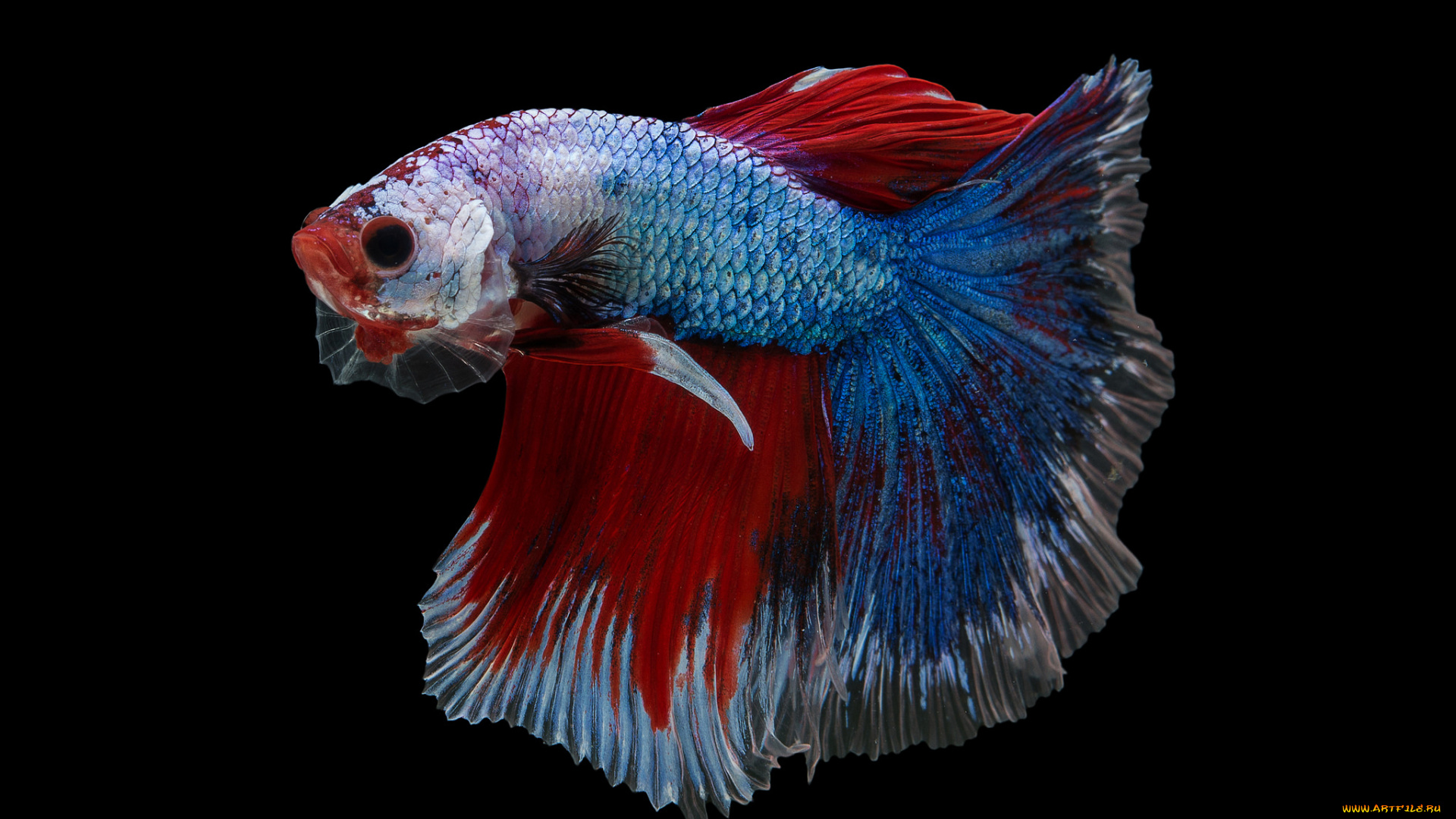 животные, рыбы, рыбка