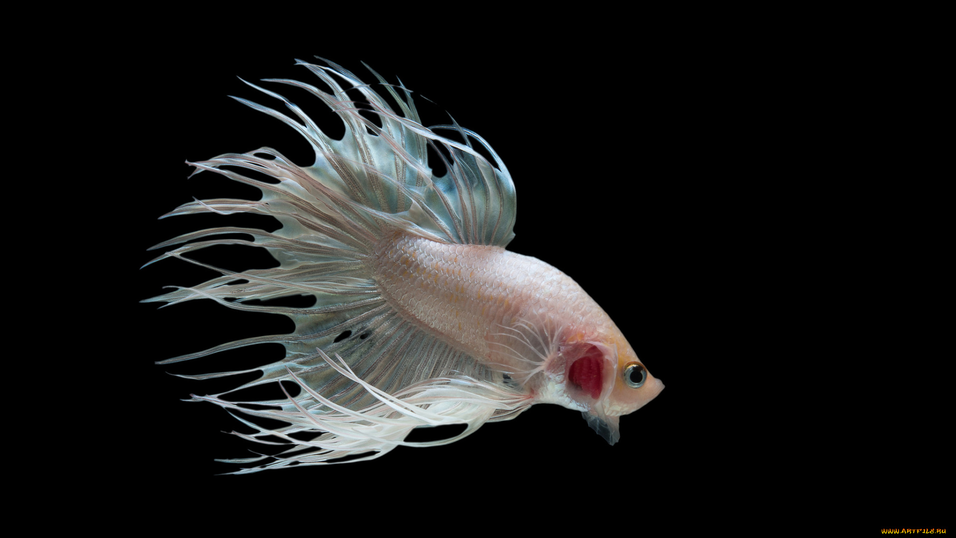 животные, рыбы, рыбка