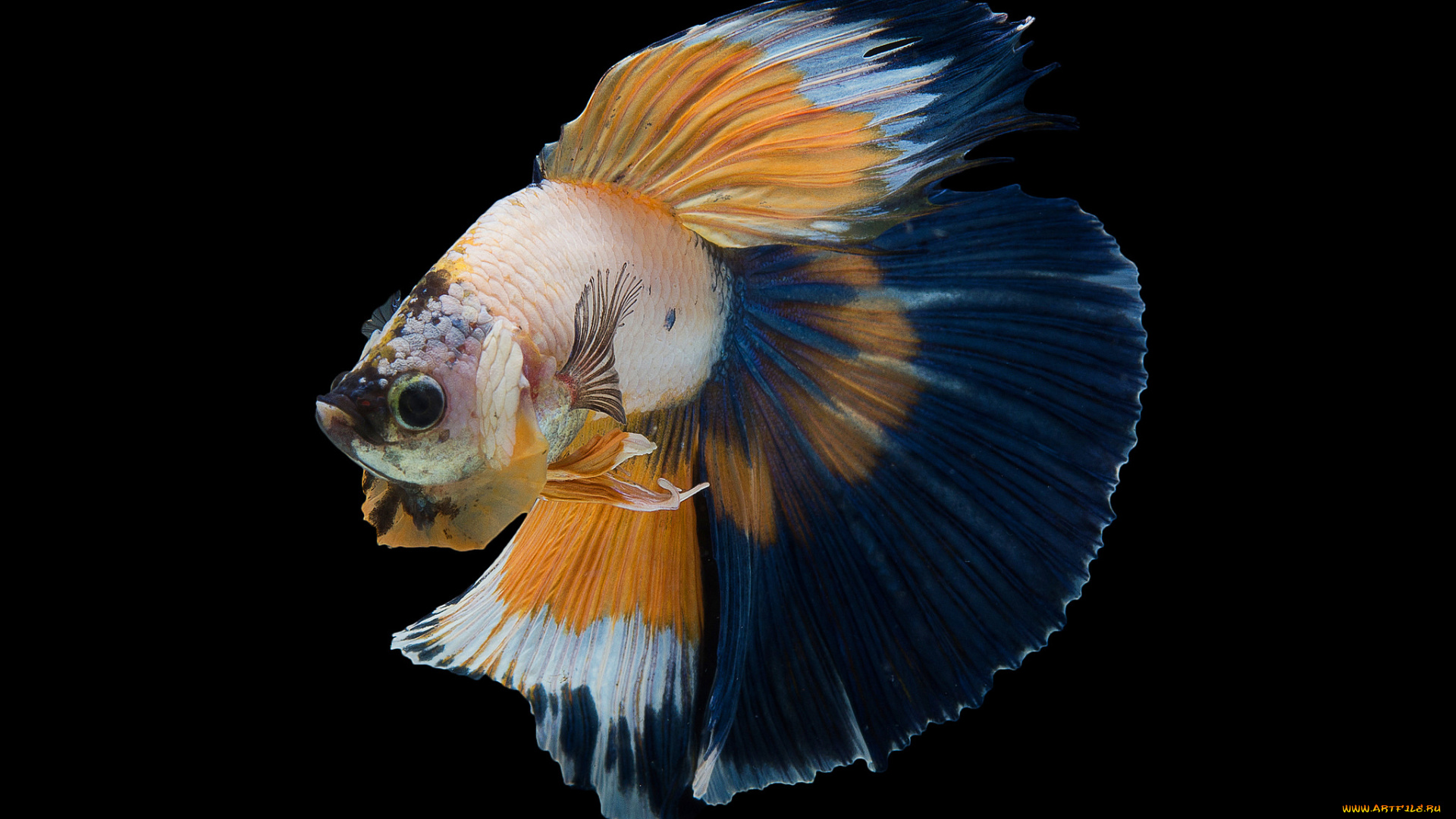 животные, рыбы, рыбка