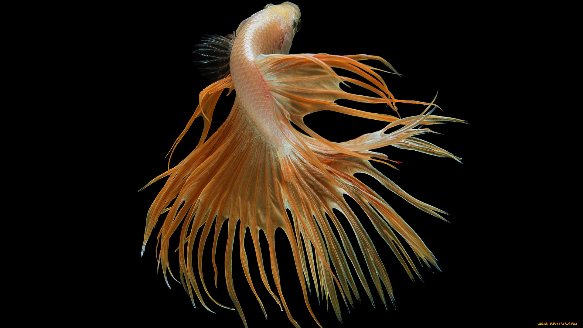 животные, рыбы, рыбка