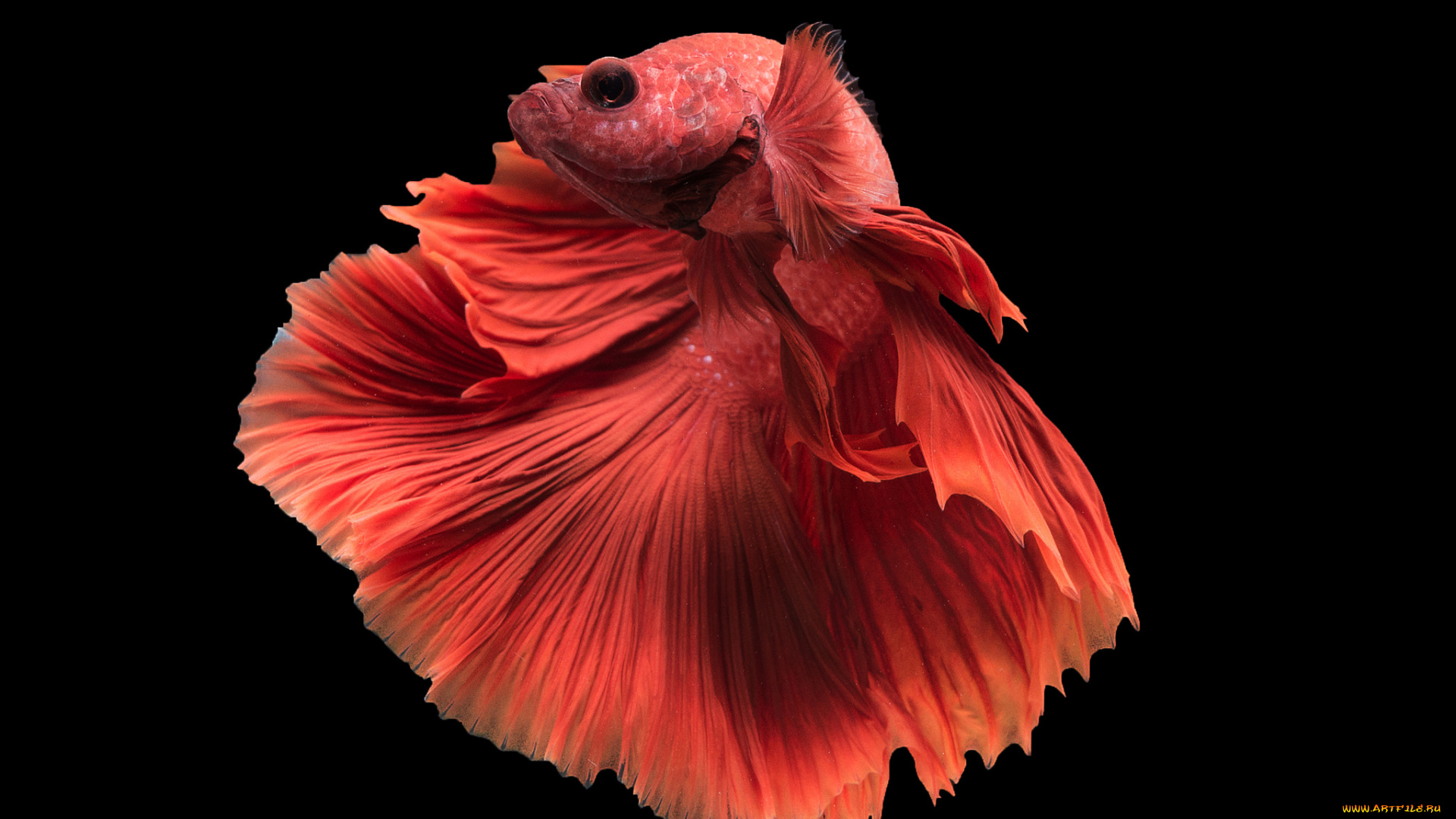 животные, рыбы, рыбка