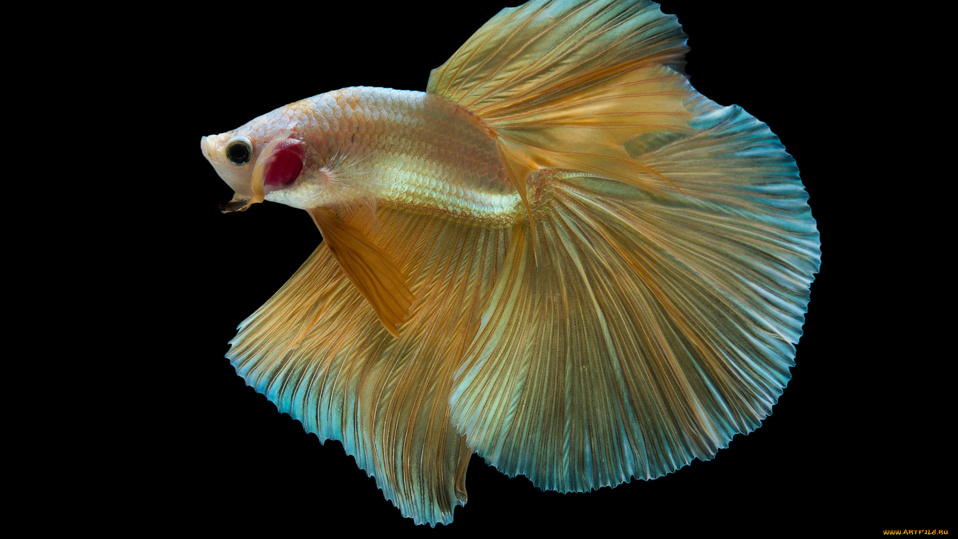 животные, рыбы, рыбка