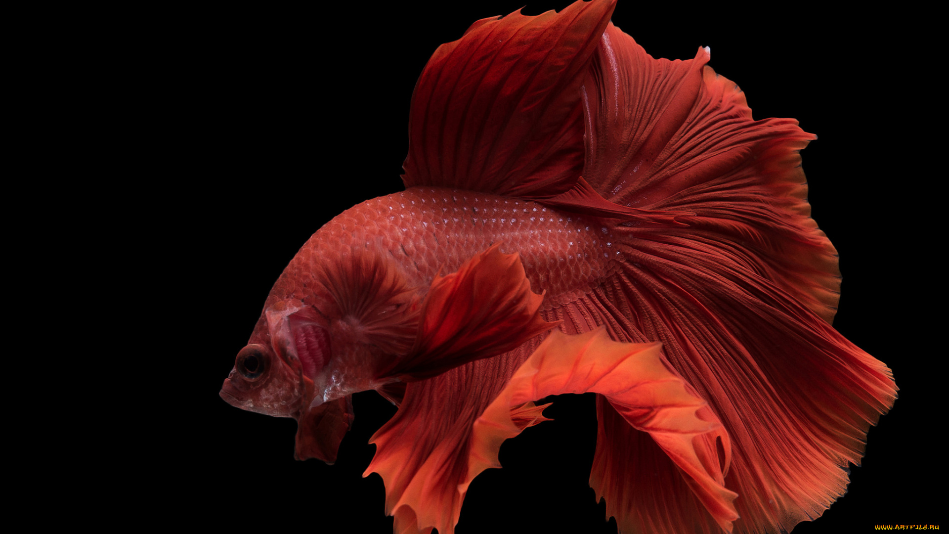 животные, рыбы, рыбка