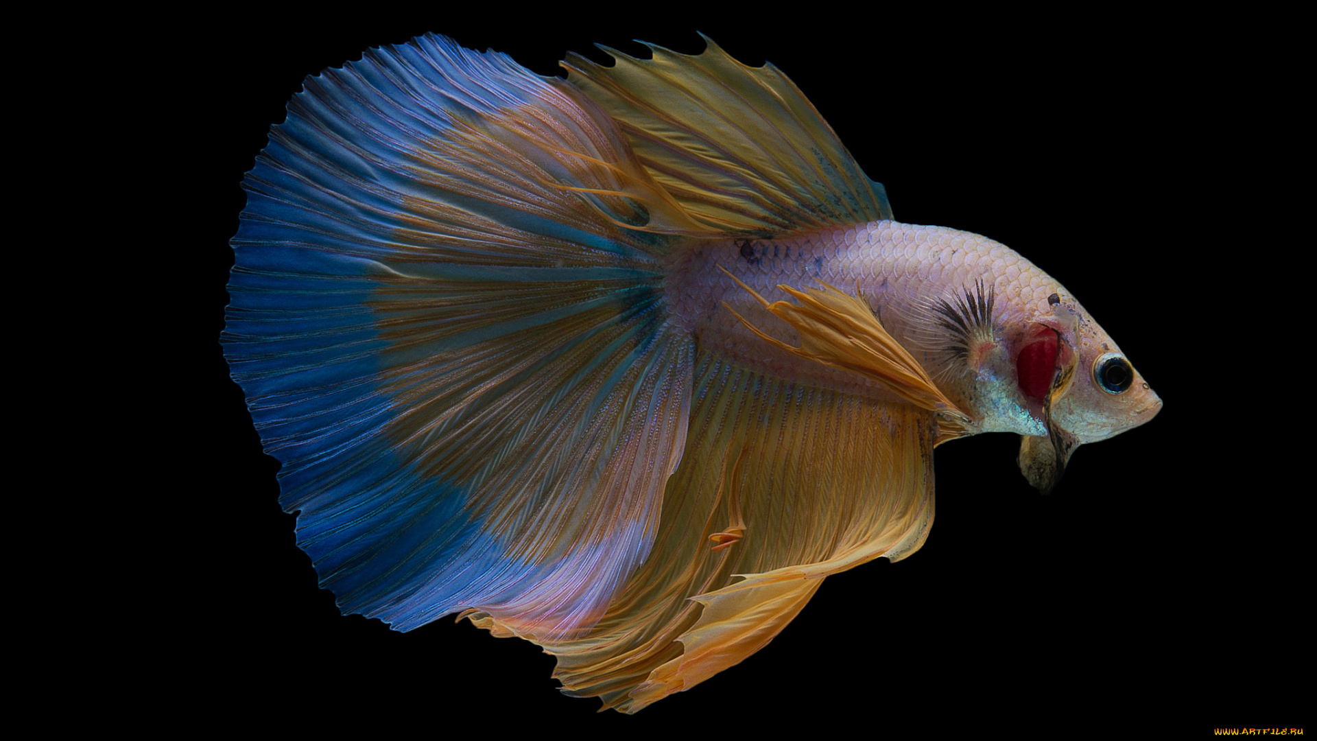 животные, рыбы, рыбка