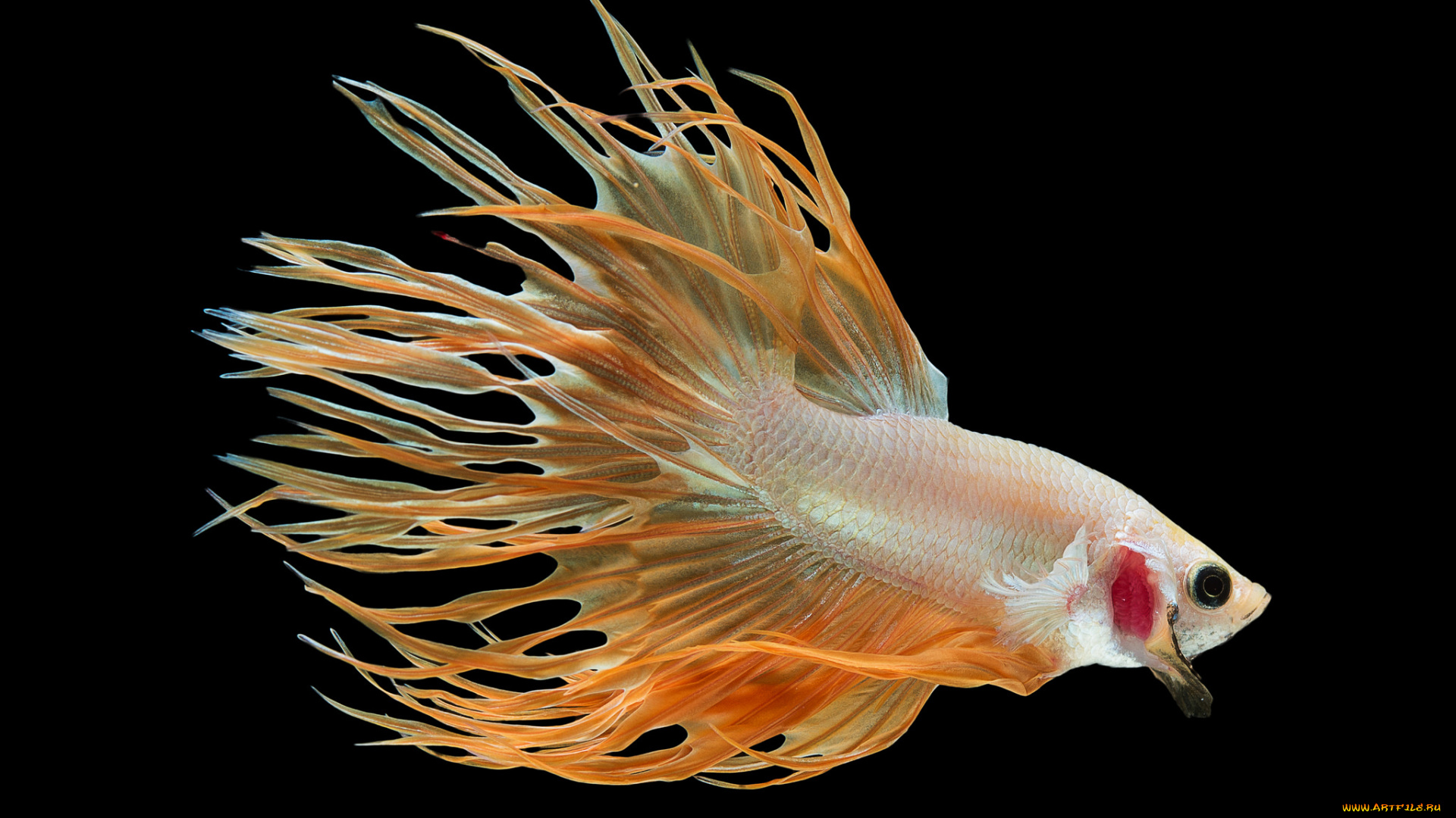 животные, рыбы, рыбка