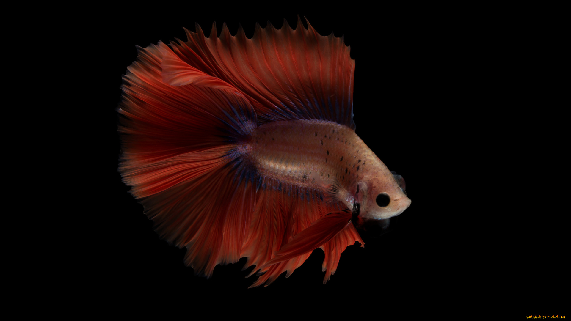 животные, рыбы, рыбка