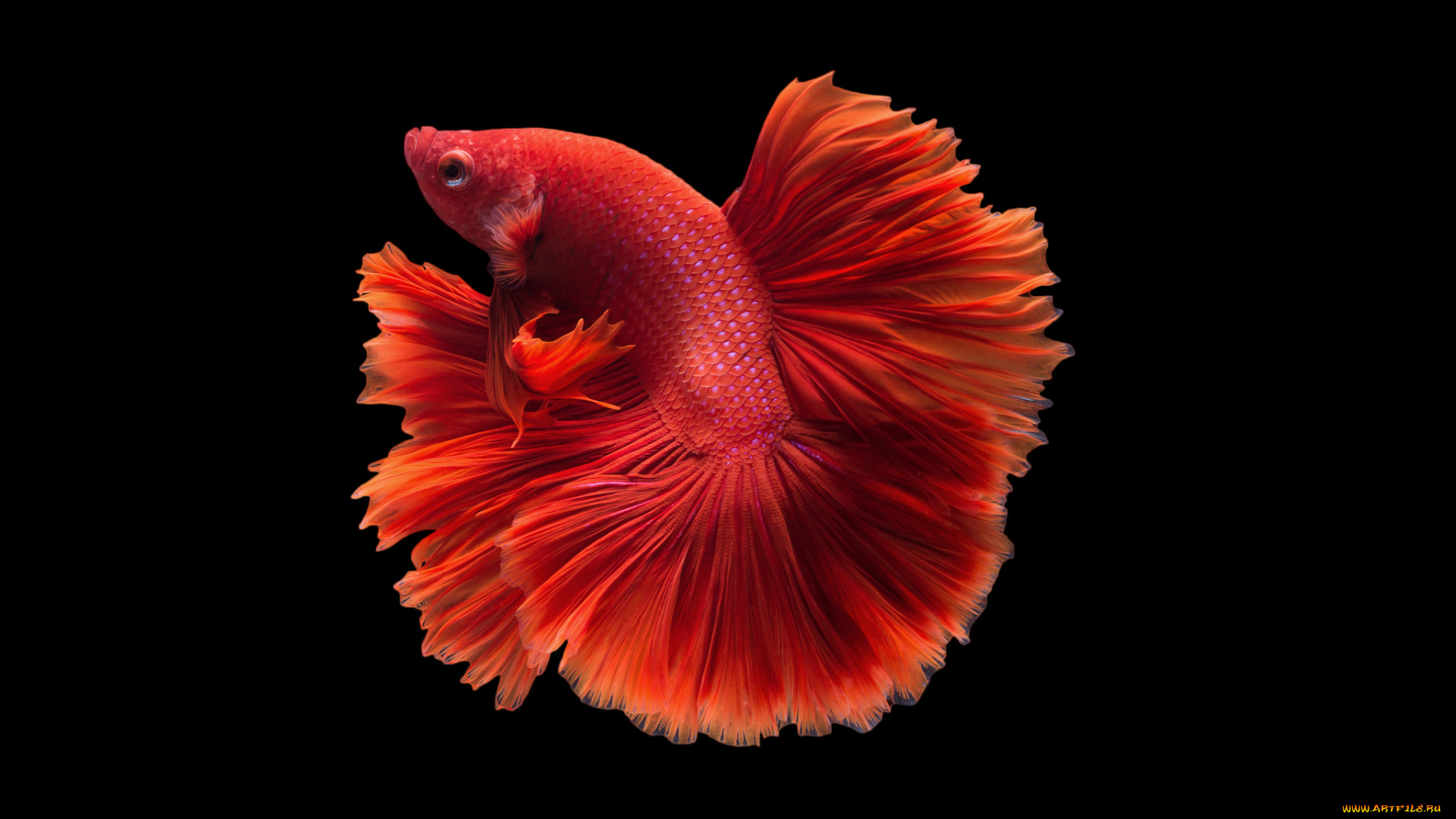 животные, рыбы, рыбка