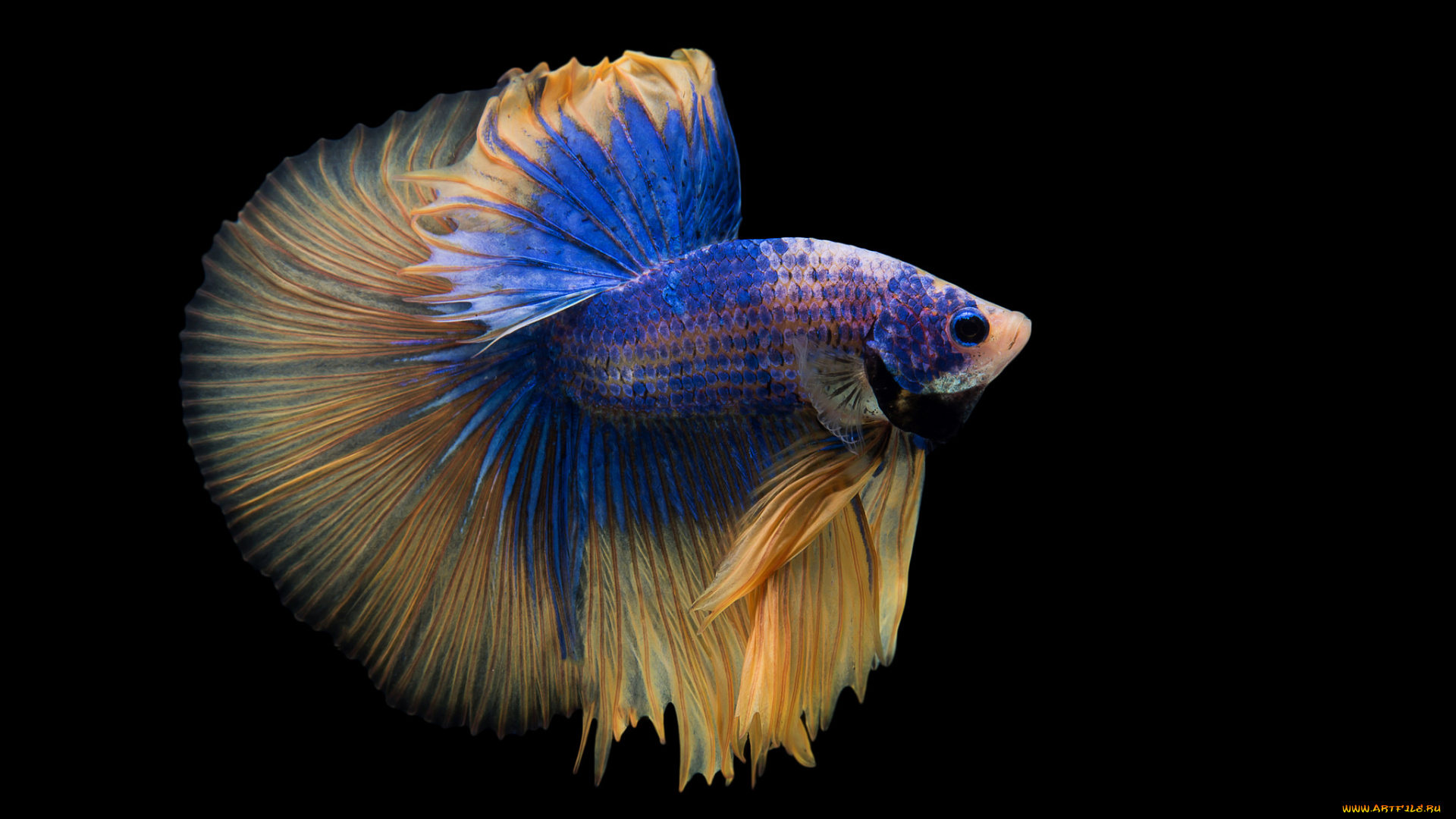 животные, рыбы, рыбка