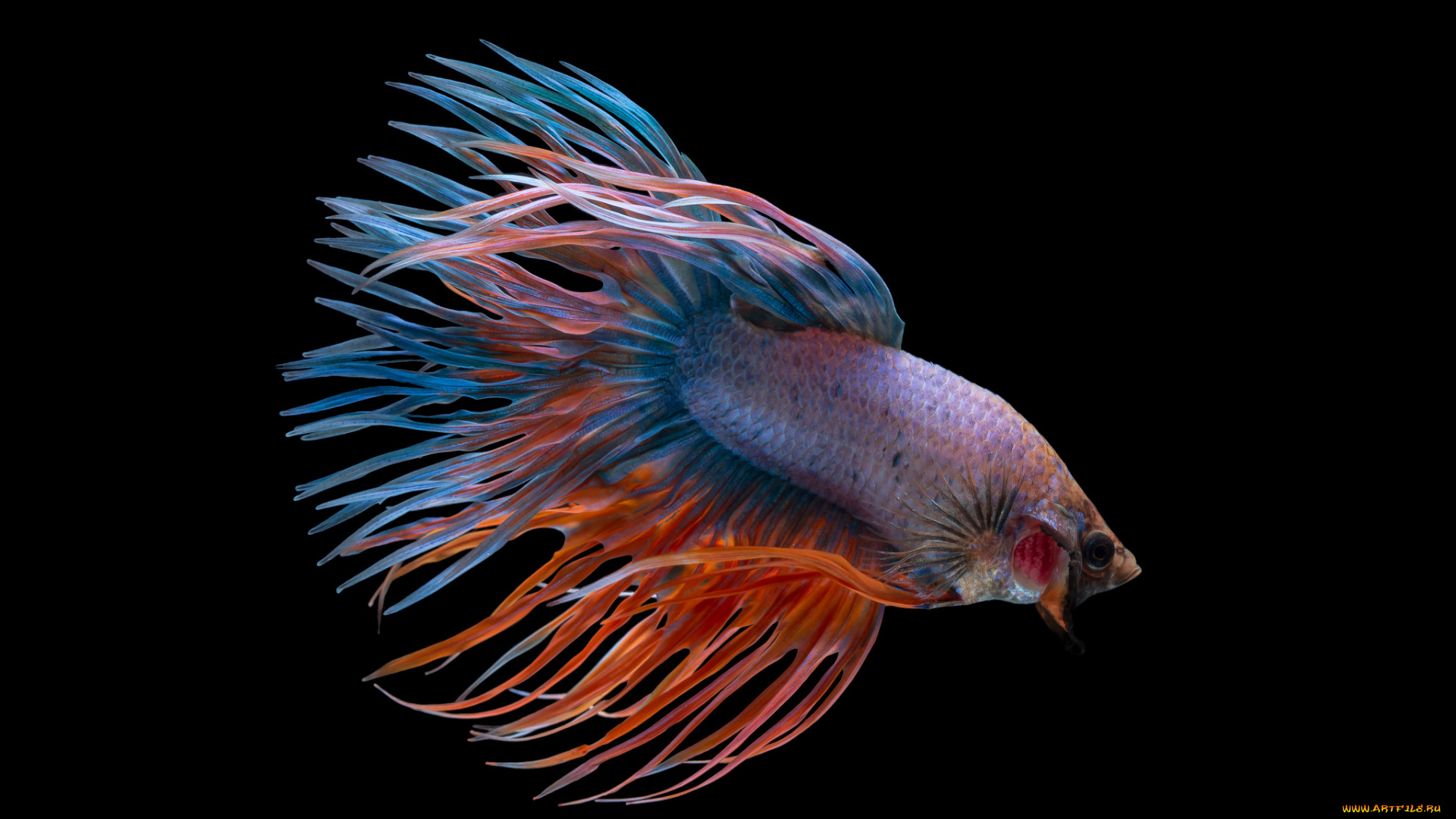 животные, рыбы, рыбка