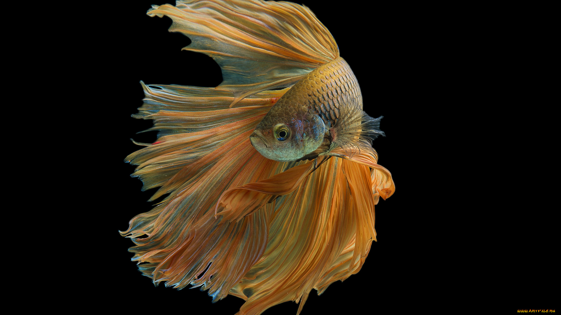 животные, рыбы, рыбка