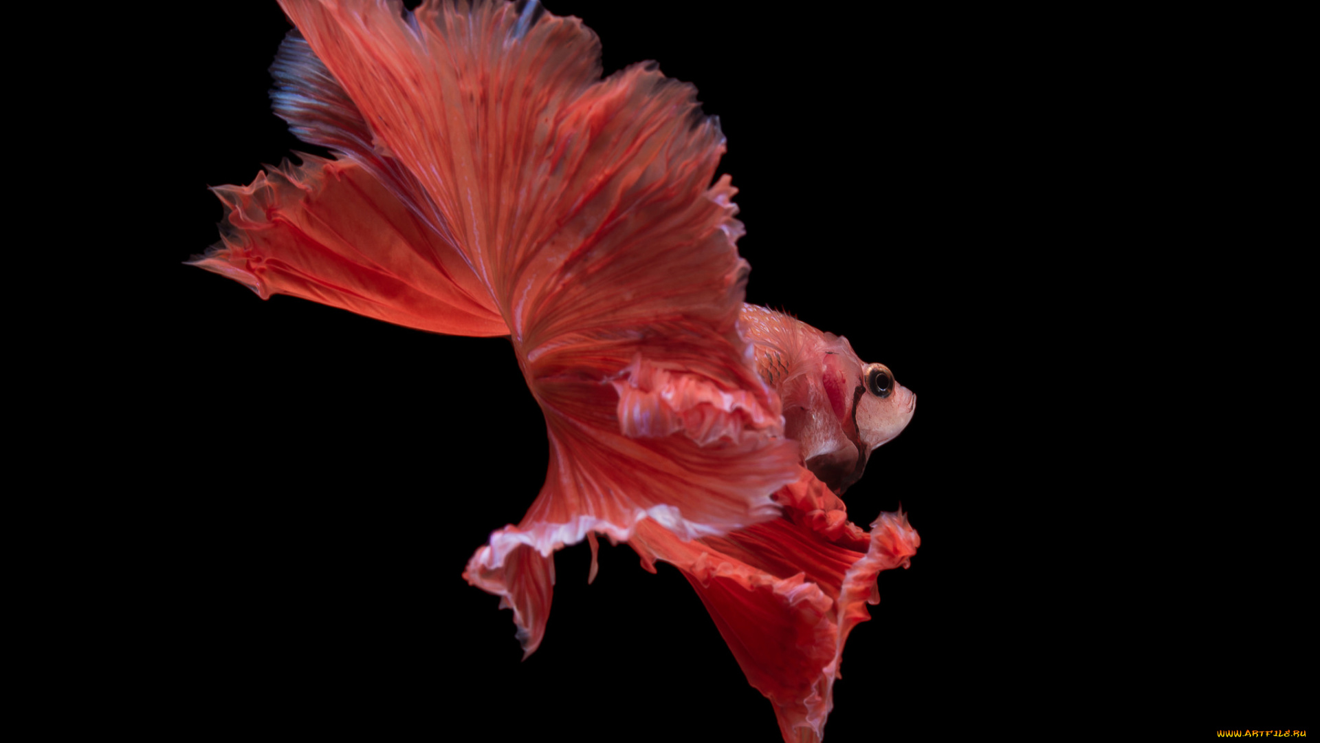 животные, рыбы, рыбка