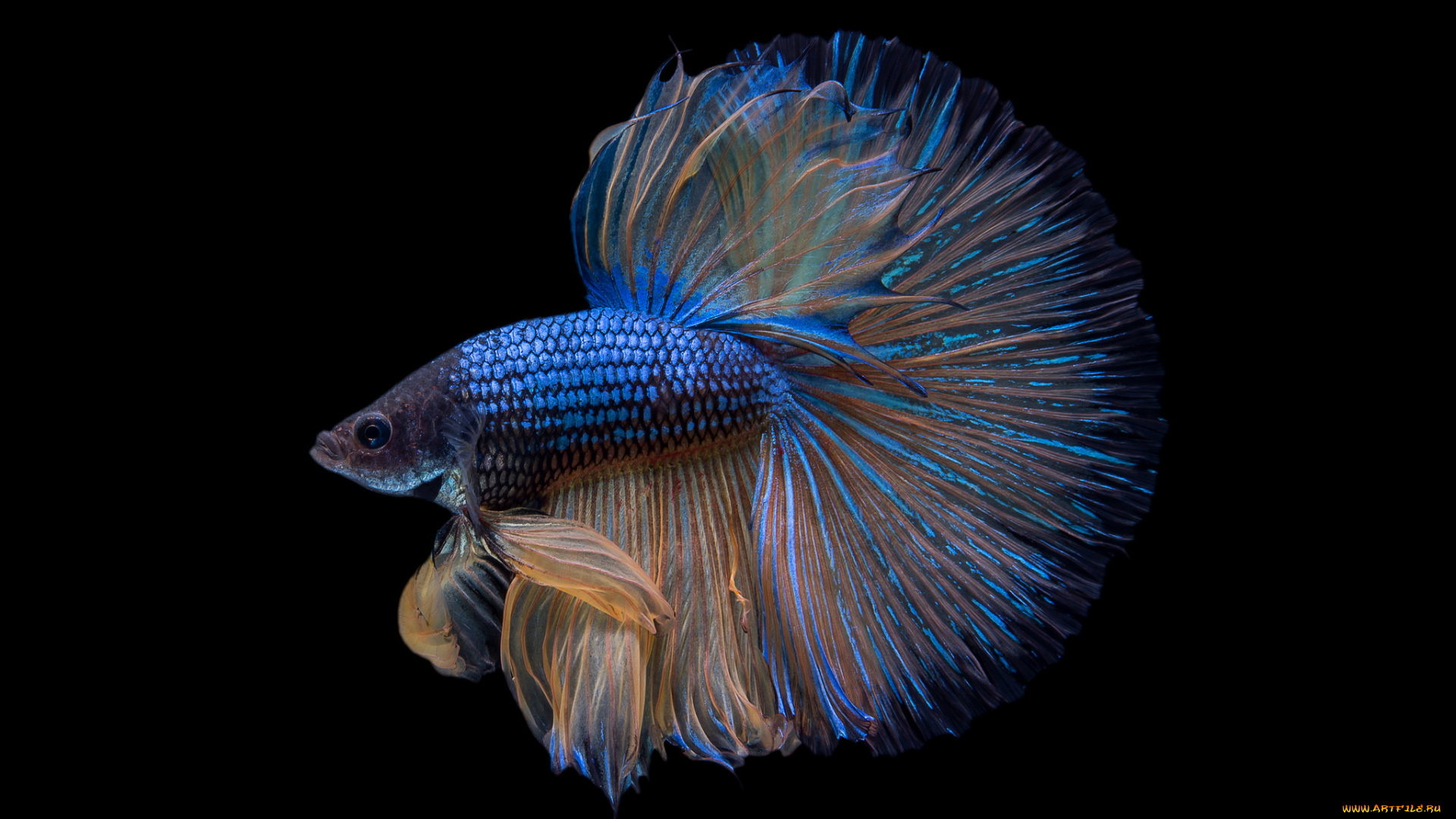 животные, рыбы, рыбка