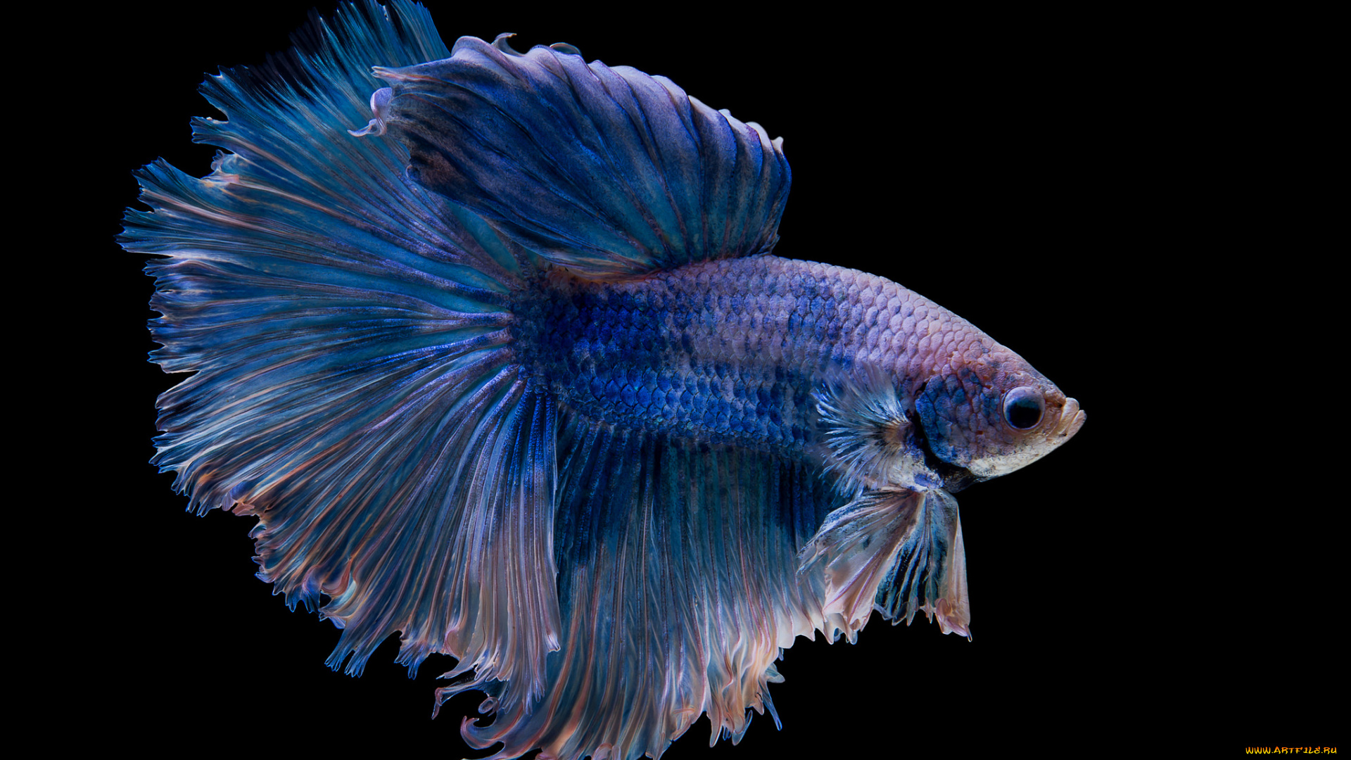 животные, рыбы, рыбка