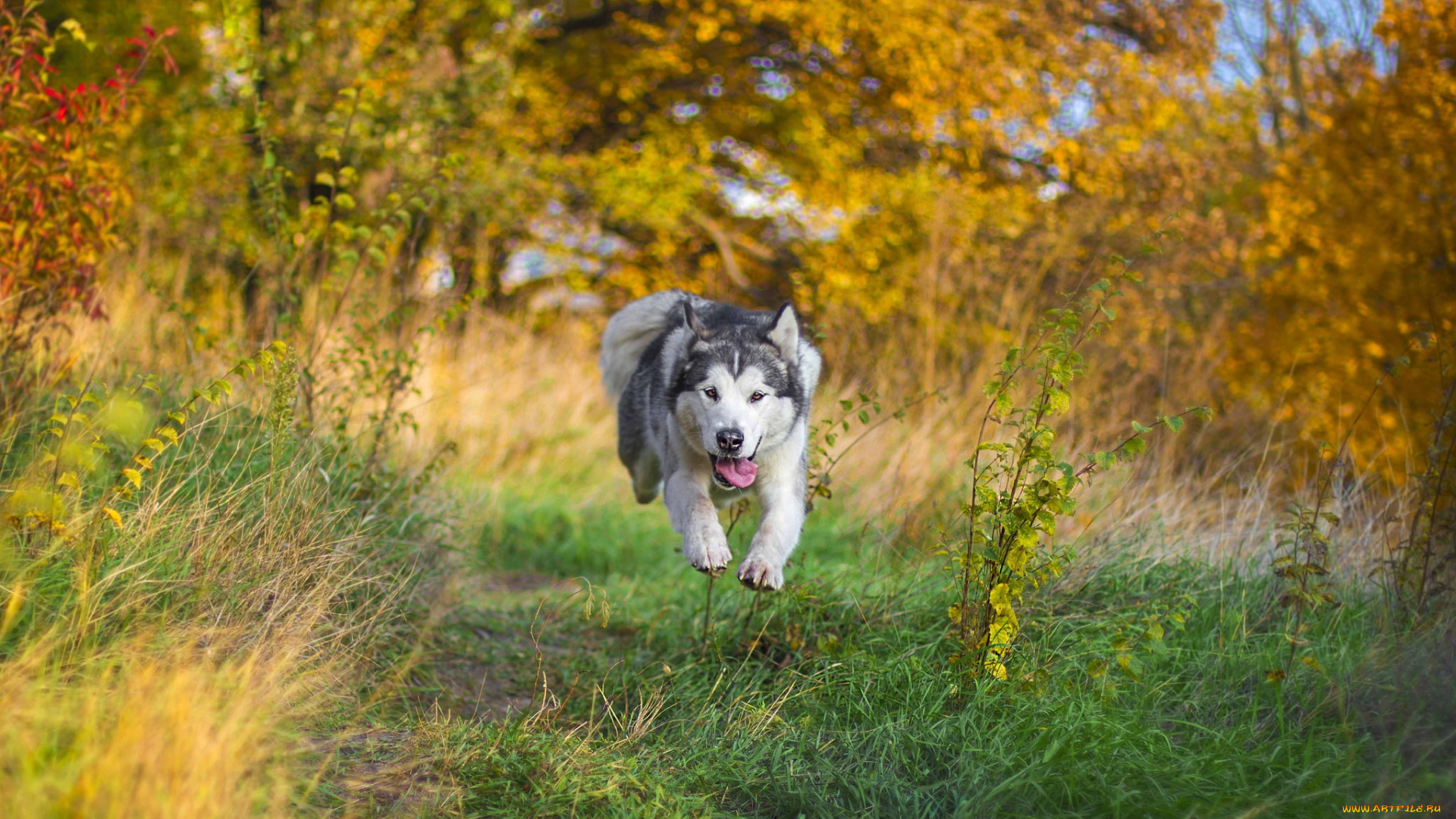 животные, собаки, бег, полет, пес, маламут