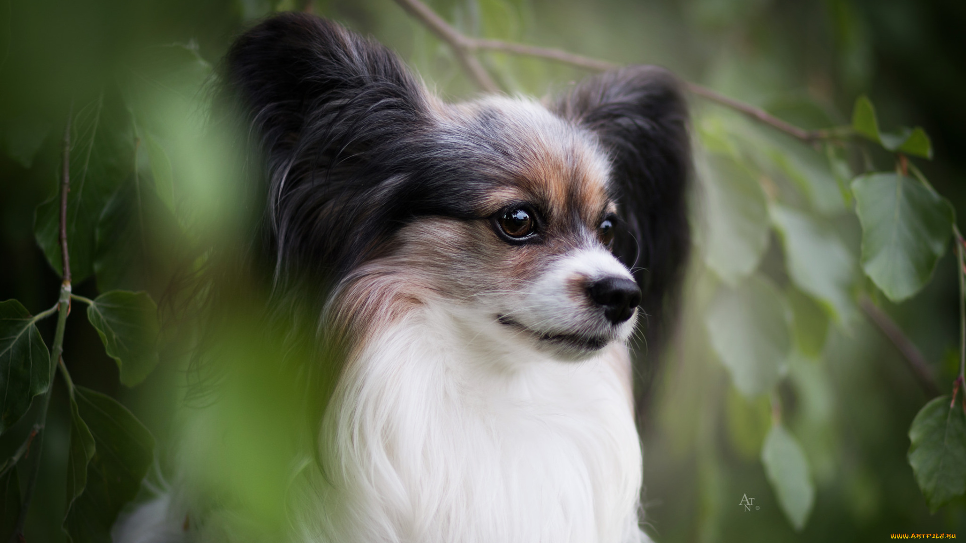 животные, собаки, животное, порода, собака, окрас, шерсть