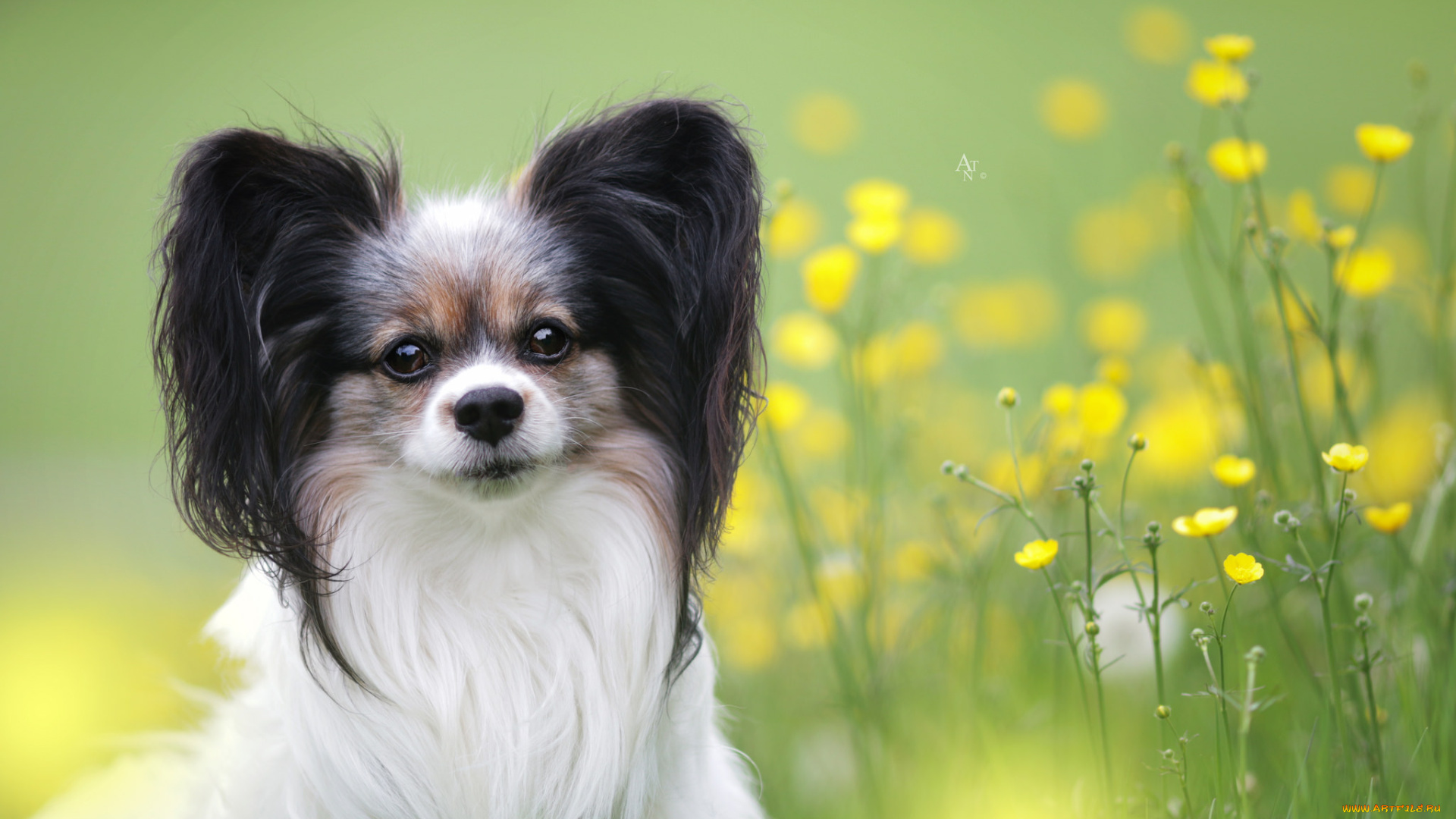 животные, собаки, животное, шерсть, порода, собака, окрас