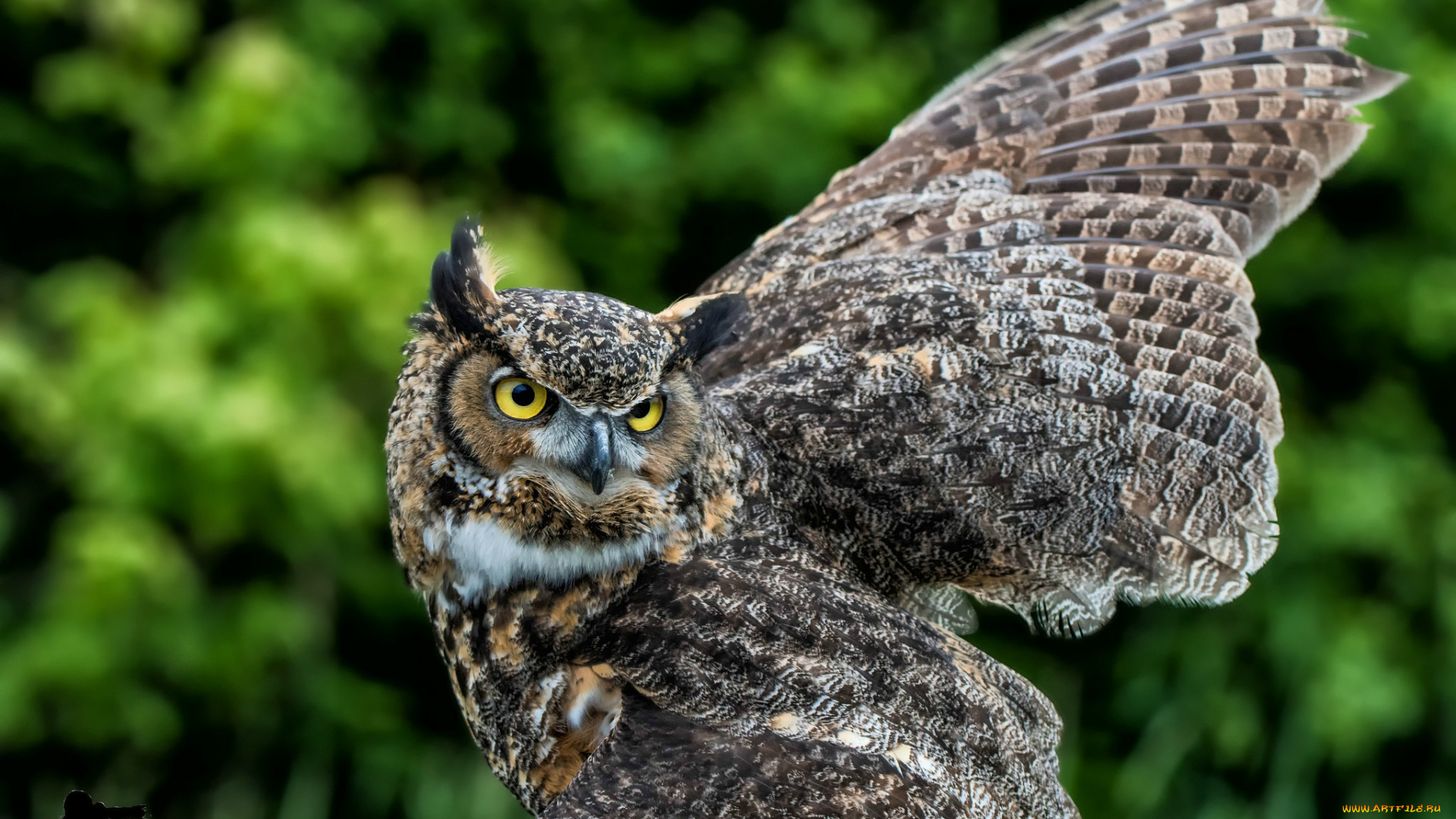 животные, совы, окрас, птица, сова, перья