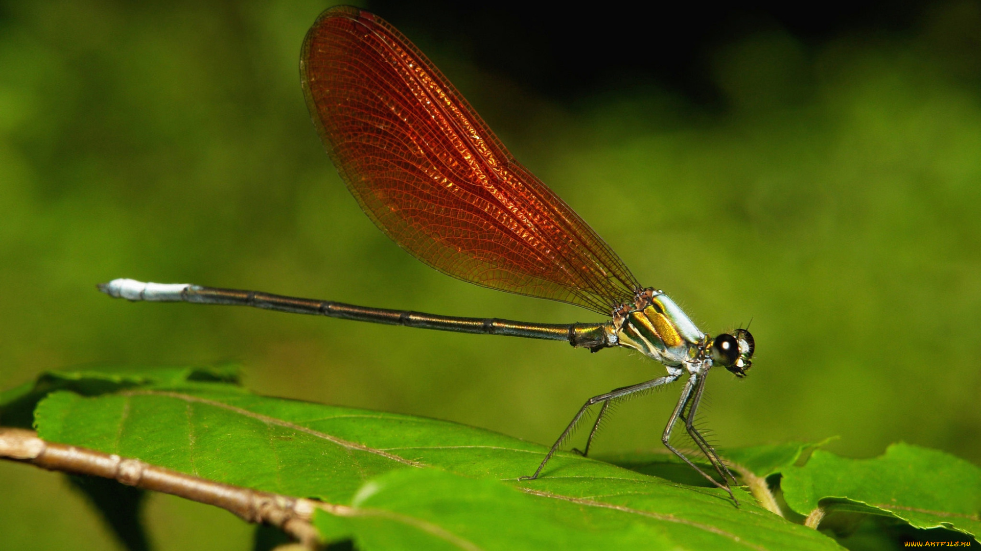 животные, стрекозы, стрекоза