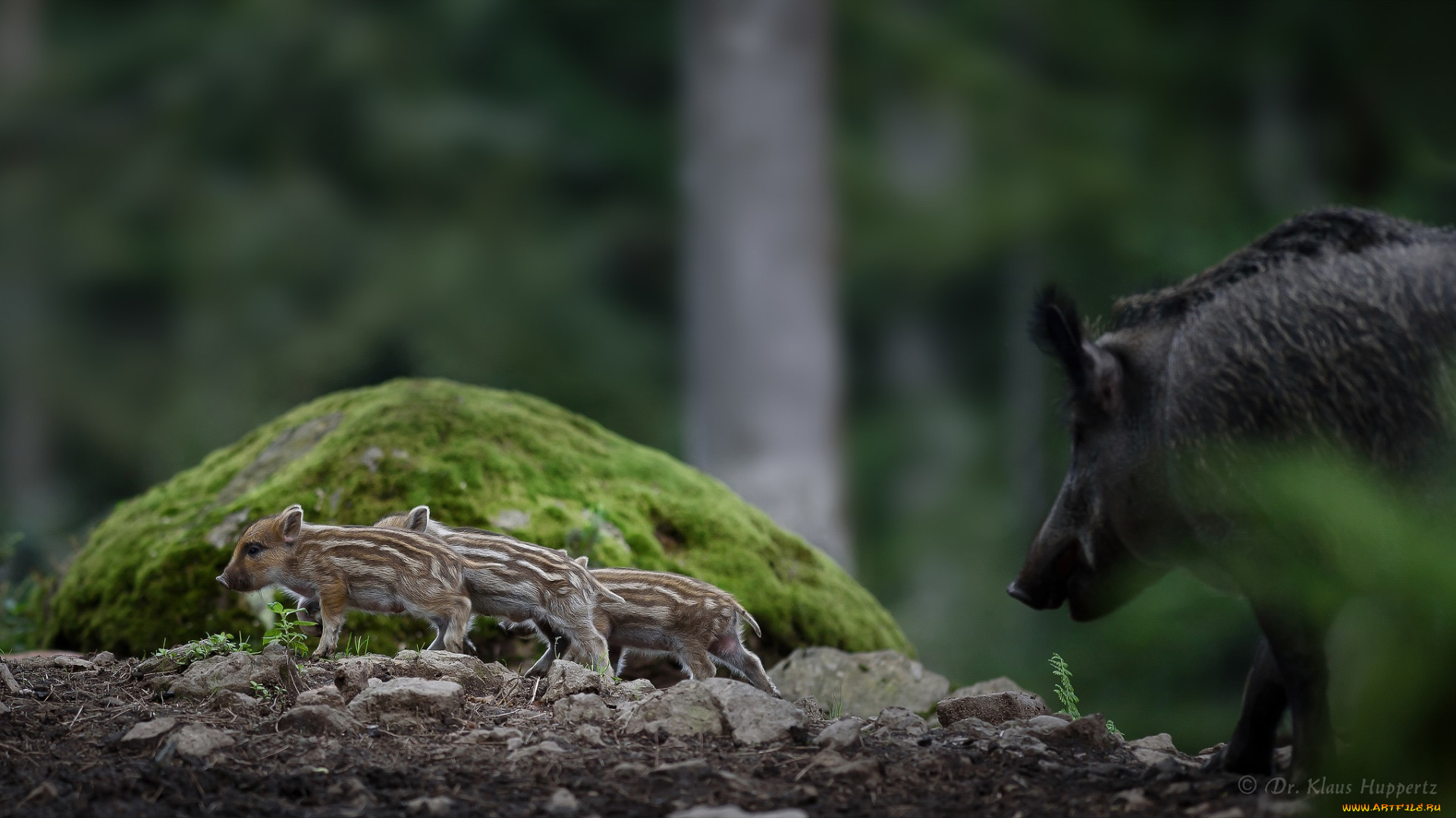 животные, свиньи, , кабаны, окрас, хрюша, милое, животное