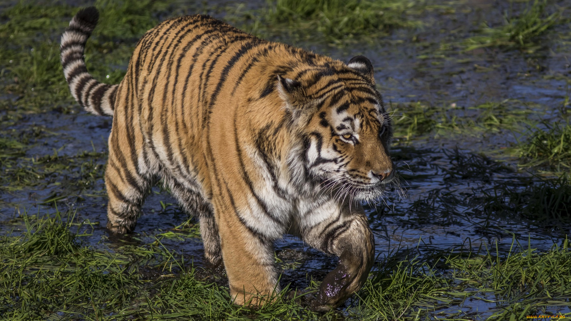 животные, тигры, грязь, трава