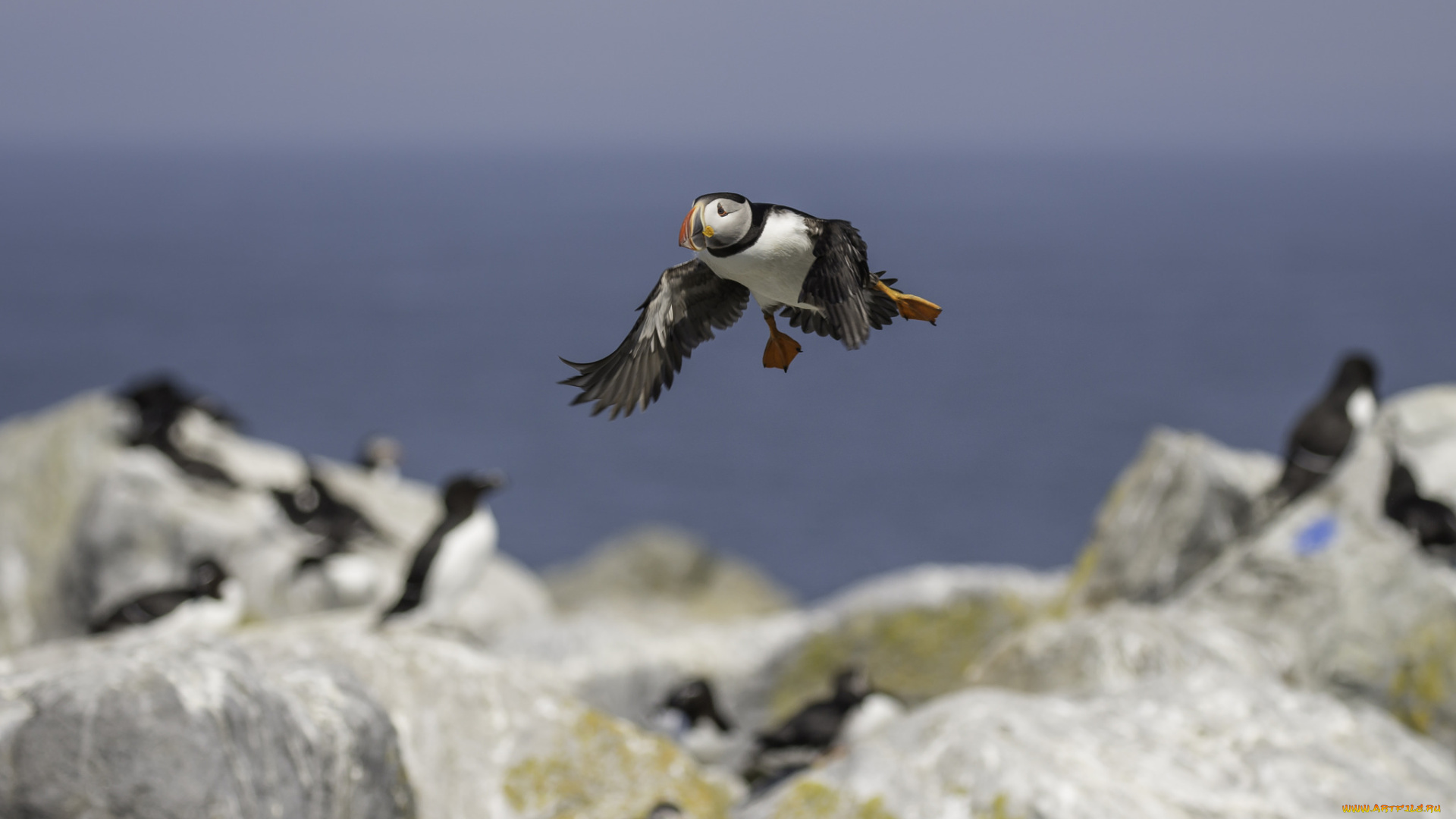 животные, тупики, окрас, птица, тупик, перья