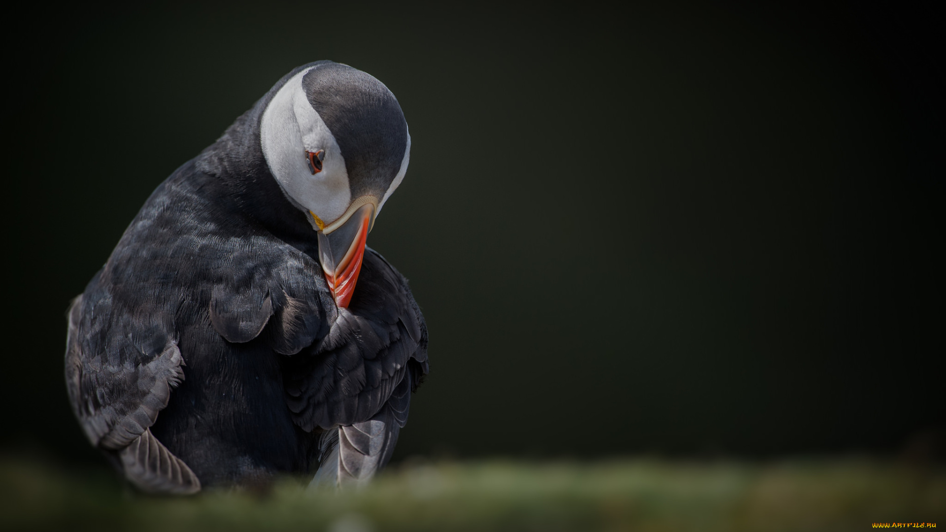 животные, тупики, перья, птица, тукан, окрас, клюв