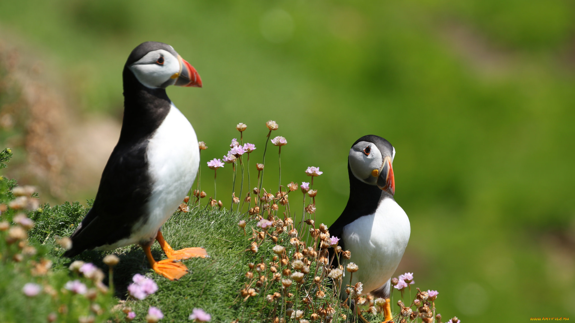 животные, тупики, тупик, окрас, перья, птица