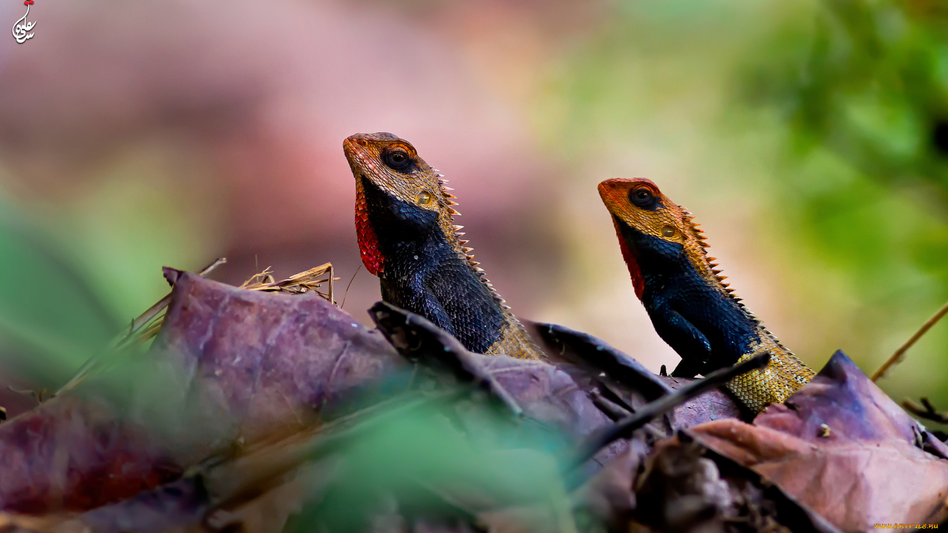 животные, Ящерицы, , игуаны, , вараны, окрас, камень, ящерица