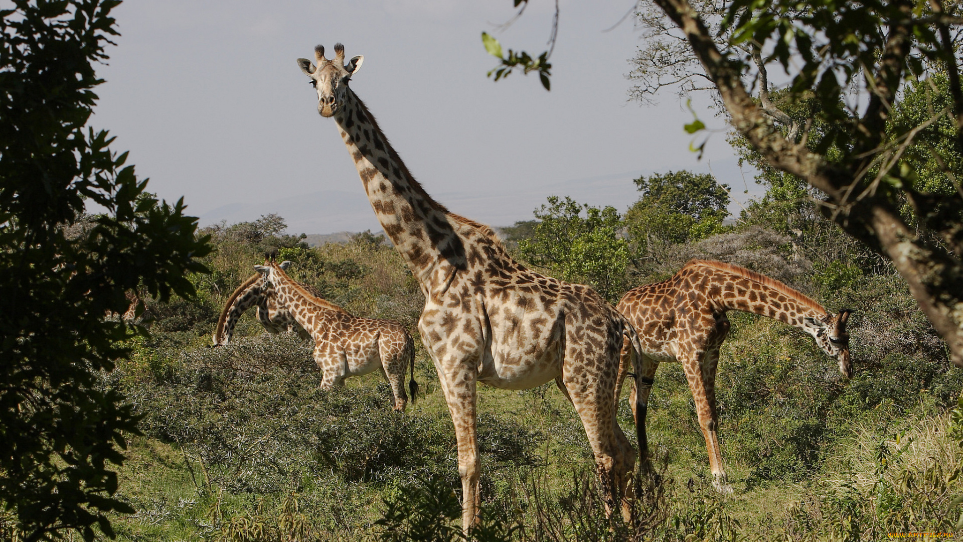 животные, жирафы, жираф, окрас, шея, животное