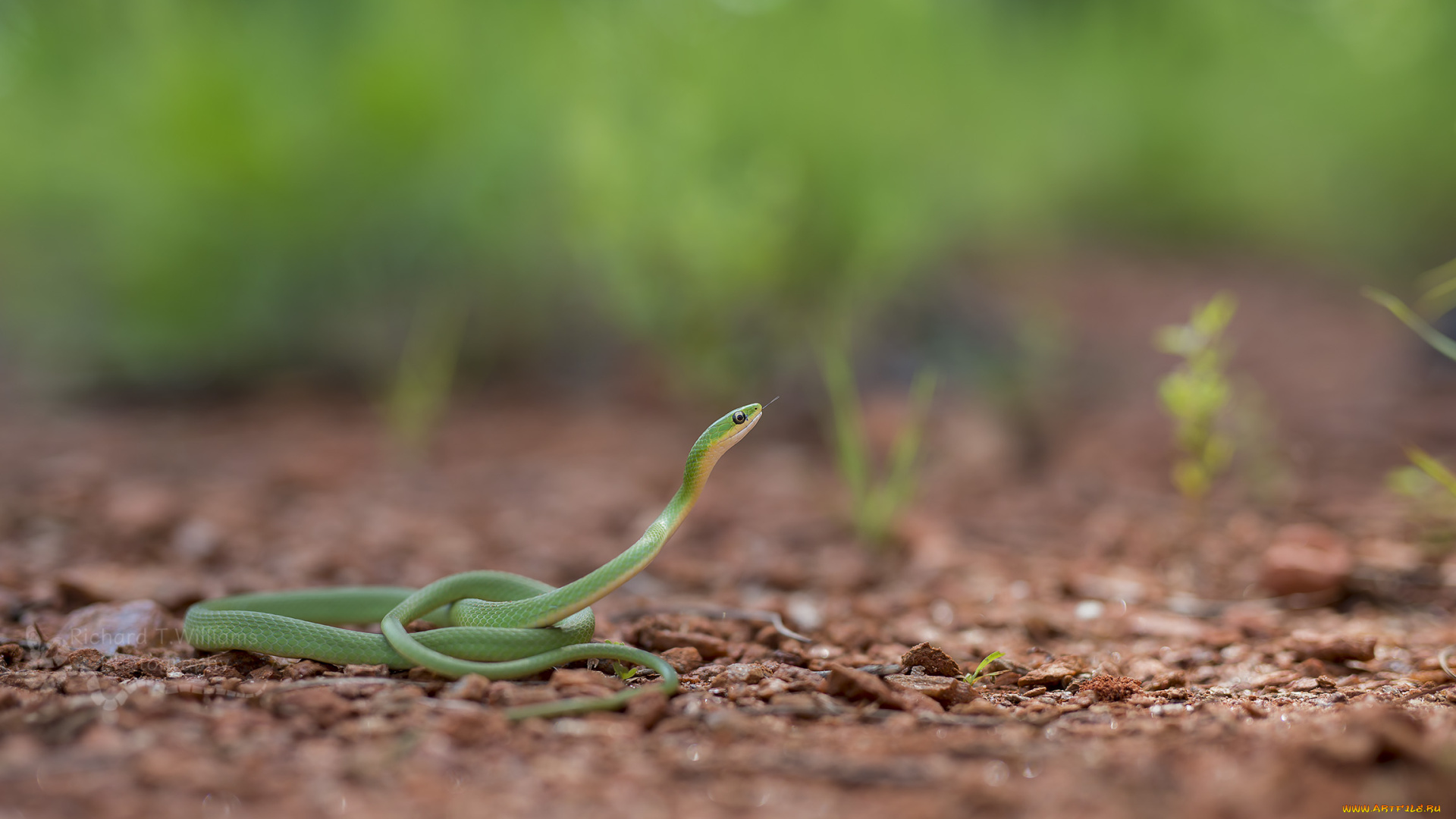 животные, змеи, , питоны, , кобры, фон, макро, опасна, окрас, змея