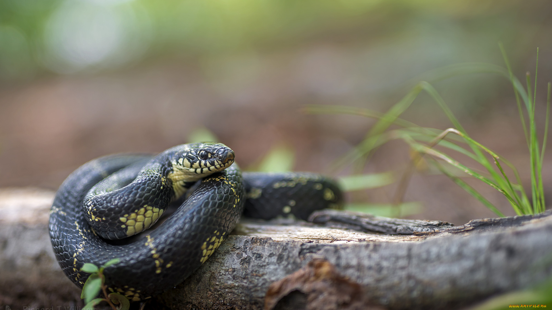 животные, змеи, , питоны, , кобры, фон, макро, опасна, окрас, змея