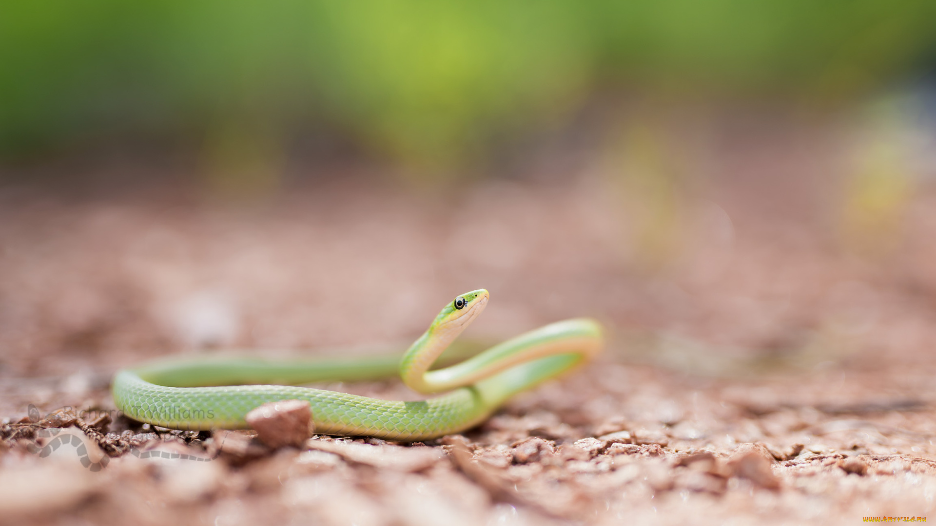 животные, змеи, , питоны, , кобры, фон, макро, опасна, окрас, змея