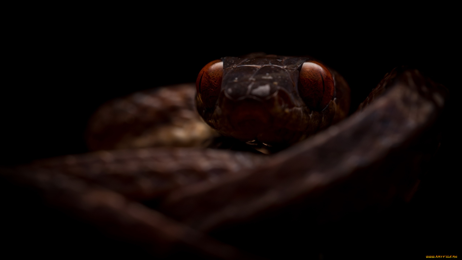 животные, змеи, , питоны, , кобры, фон, змея, природа