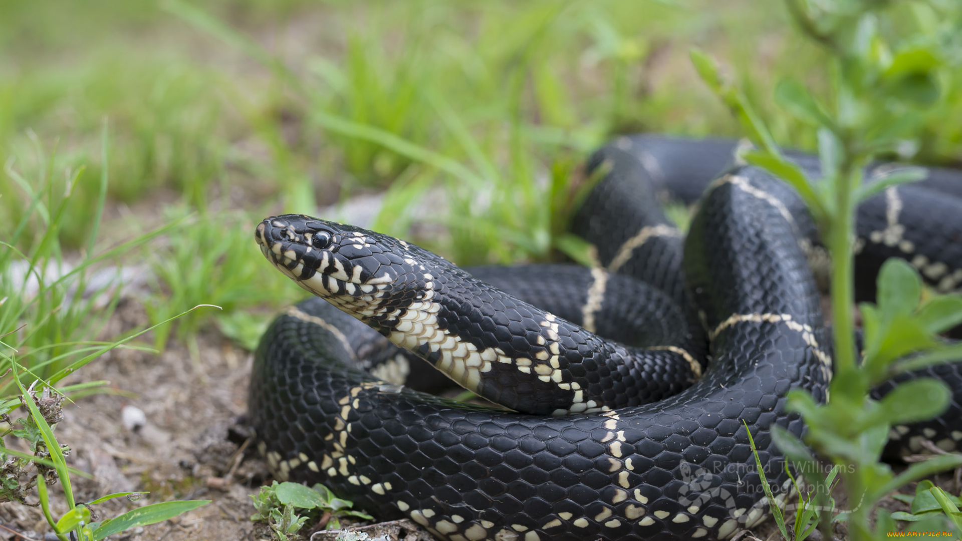 животные, змеи, , питоны, , кобры, окрас, ядовитая, змея