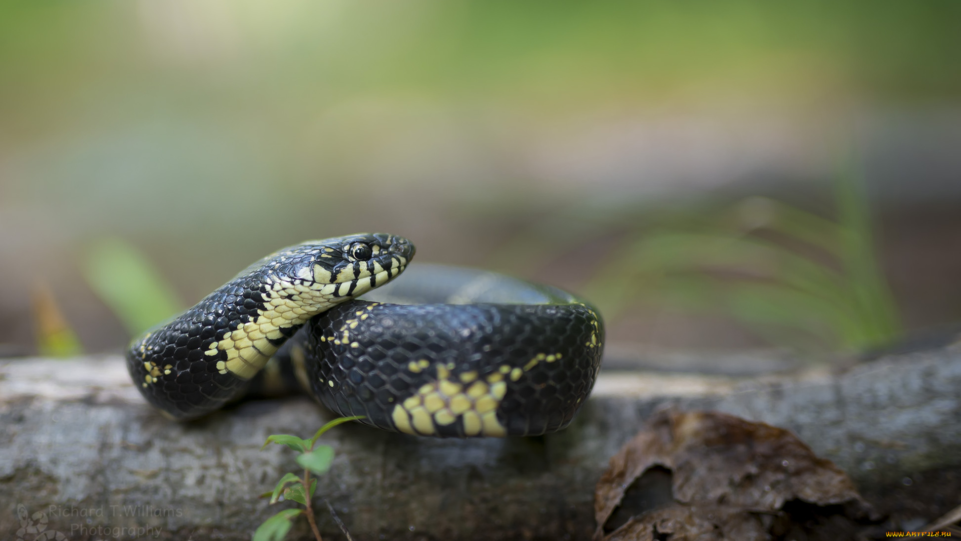 животные, змеи, , питоны, , кобры, ядовитая, окрас, змея