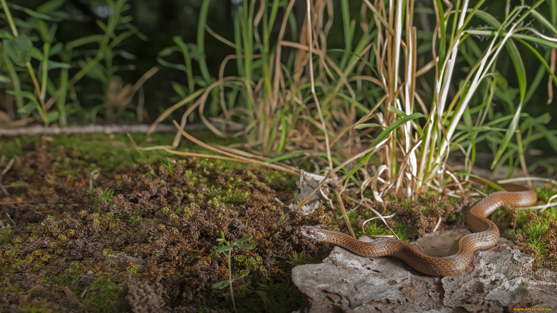 животные, змеи, , питоны, , кобры, ядовитая, окрас, змея