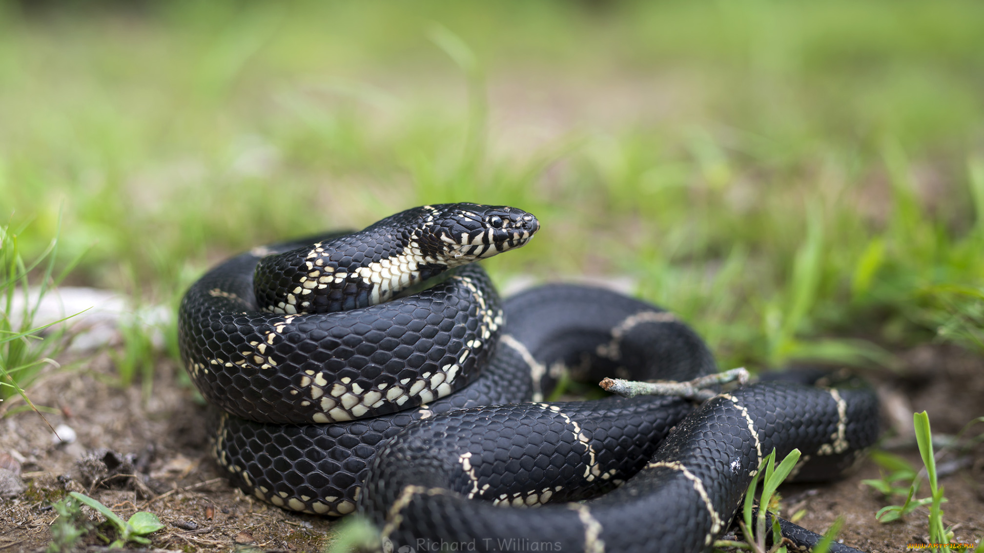 животные, змеи, , питоны, , кобры, змея, ядовитая, окрас