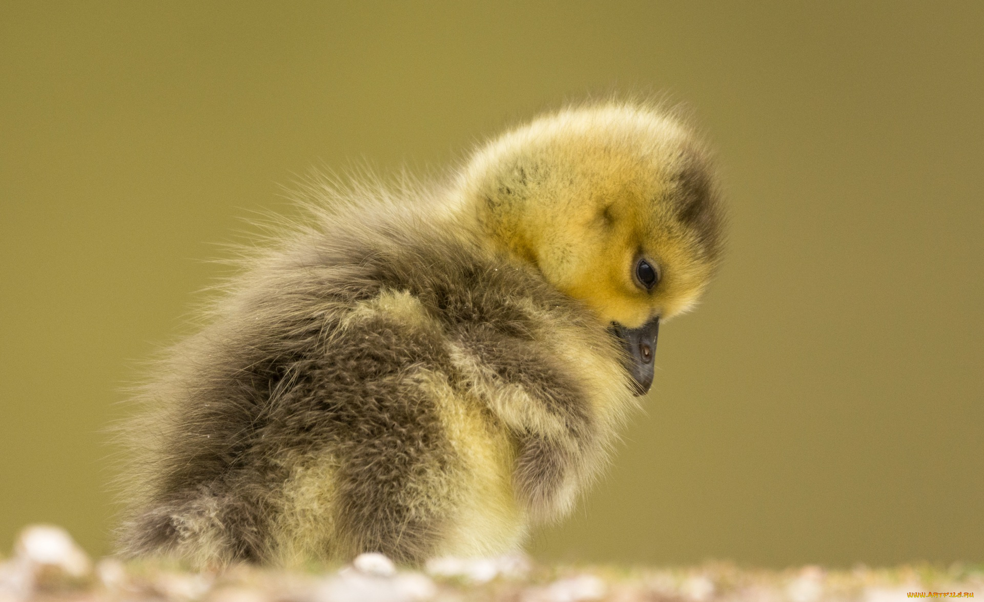 животные, утки, птенец