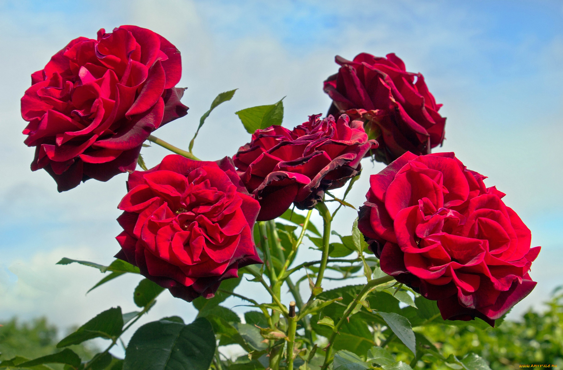 цветы, розы, красный