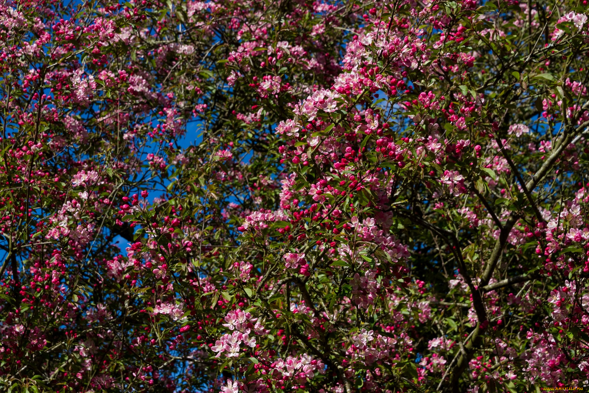 цветы, цветущие, деревья, , , кустарники, ветки