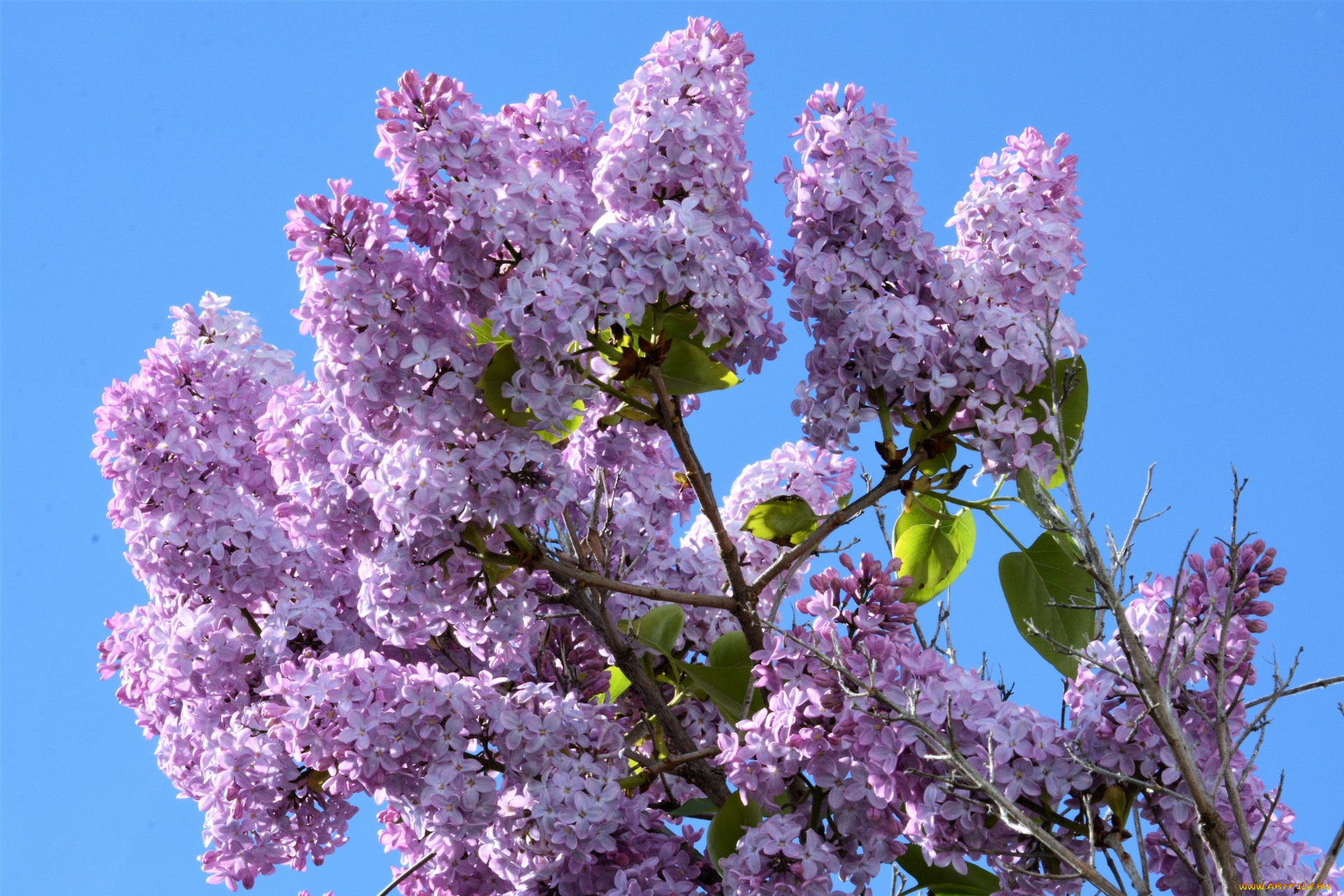 цветы, сирень, ветки