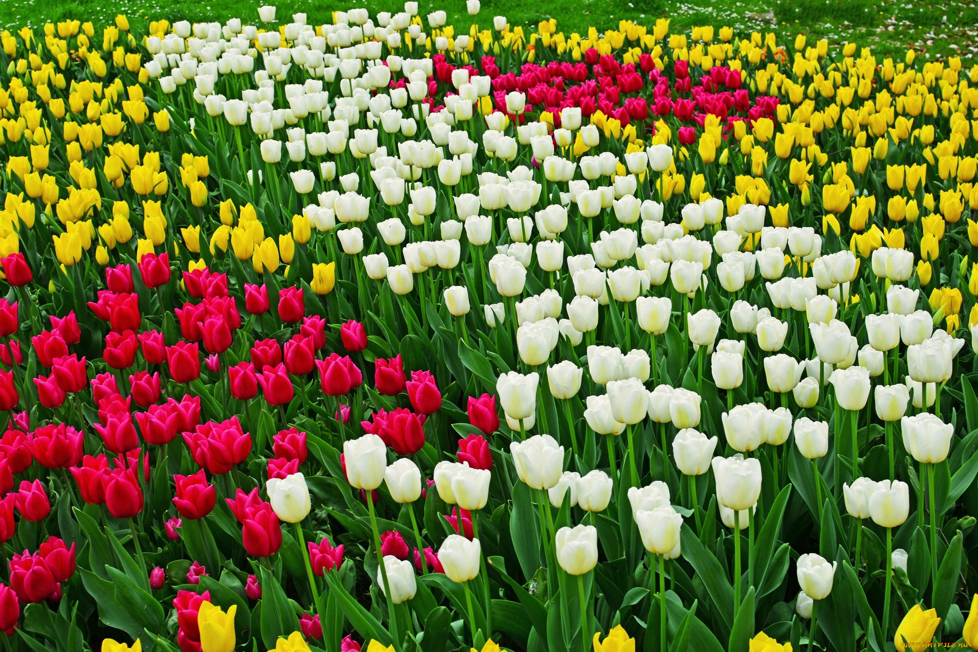 цветы, тюльпаны, разноцветные