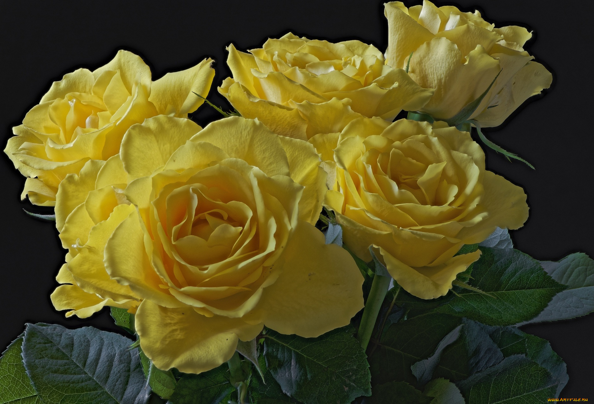 цветы, розы, желтый