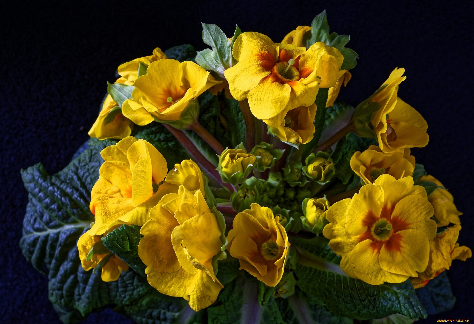 цветы, примулы, желтый