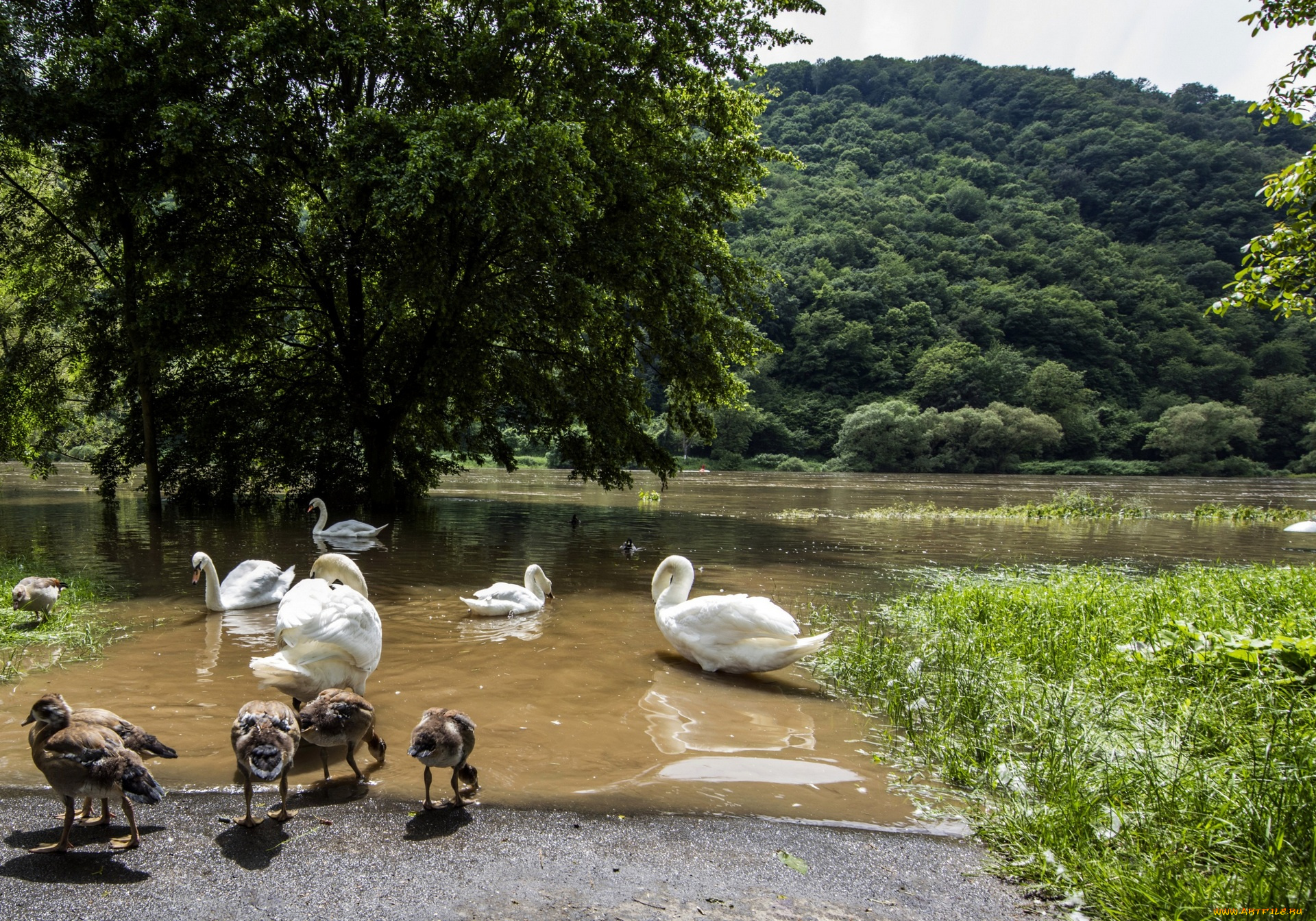 германия, животные, лебеди, трава, водоем, утки, деревья